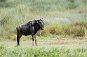 Ndutu Gnu flok03