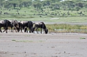 Ndutu Gnu flok05