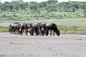 Ndutu Gnu flok07
