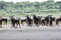 Ndutu Gnu flok08