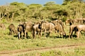 Ndutu Gnu flok20_1