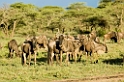 Ndutu Gnu flok21