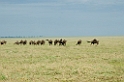 Ndutu Gnu vandring00