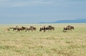 Ndutu Gnu vandring01