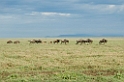 Ndutu Gnu vandring02
