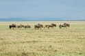 Ndutu Gnu vandring03