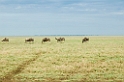 Ndutu Gnu vandring04