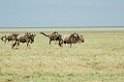 Ndutu Gnu vandring05