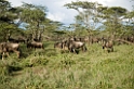 Ndutu Gnu10