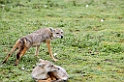 Ndutu Golden Jackal00