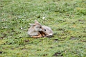 Ndutu Golden Jackal01