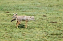 Ndutu Golden Jackal01_1