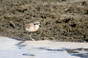 Ndutu Kitlitzs plover00