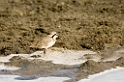 Ndutu Kitlitzs plover01
