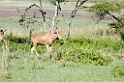 Ndutu Kongalai00