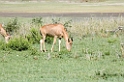 Ndutu Kongalai01