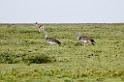 Ndutu Kori Bustard00