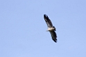 Ndutu Rüppells  Vulture03