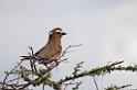 Ndutu Rufous Roller00