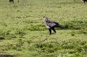 Ndutu Secretarybird00