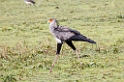 Ndutu Secretarybird01