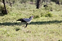 Ndutu Secretarybird05