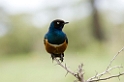 Ndutu Superb Starling01