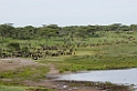 Ndutu gnu flok00