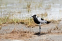 Ngorongoro Blacksmith Plover02
