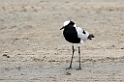 Ngorongoro Blacksmith plover00