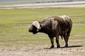 Ngorongoro Buffalo04