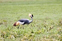 Ngorongoro Crowned Crane03
