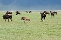 Ngorongoro Gnu01