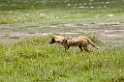 Ngorongoro Golden Jakal00