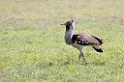 Ngorongoro Kori Bustrard00