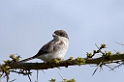 Ngorongoro Rufous-tailed Shrike00