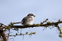 Ngorongoro Rufous-tailed Shrike01