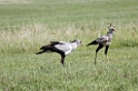 Ngorongoro Secretarybird00