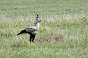 Ngorongoro Secretarybird01