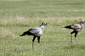 Ngorongoro Secretarybird02
