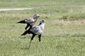 Ngorongoro Secretarybird03