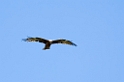 Ngorongoro Sort Glente00