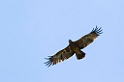 Ngorongoro Steppeørn ad01