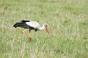 Ngorongoro Stork00