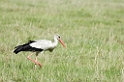 Ngorongoro Stork01