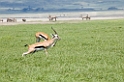 Ngorongoro Thomsons00