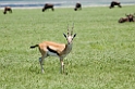 Ngorongoro Thomsons01