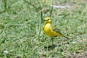 Ngorongoro Yellow Wagtail01