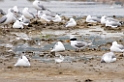 Ngorongoro lesser crested tern