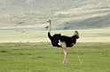 Ngorongoro struds00